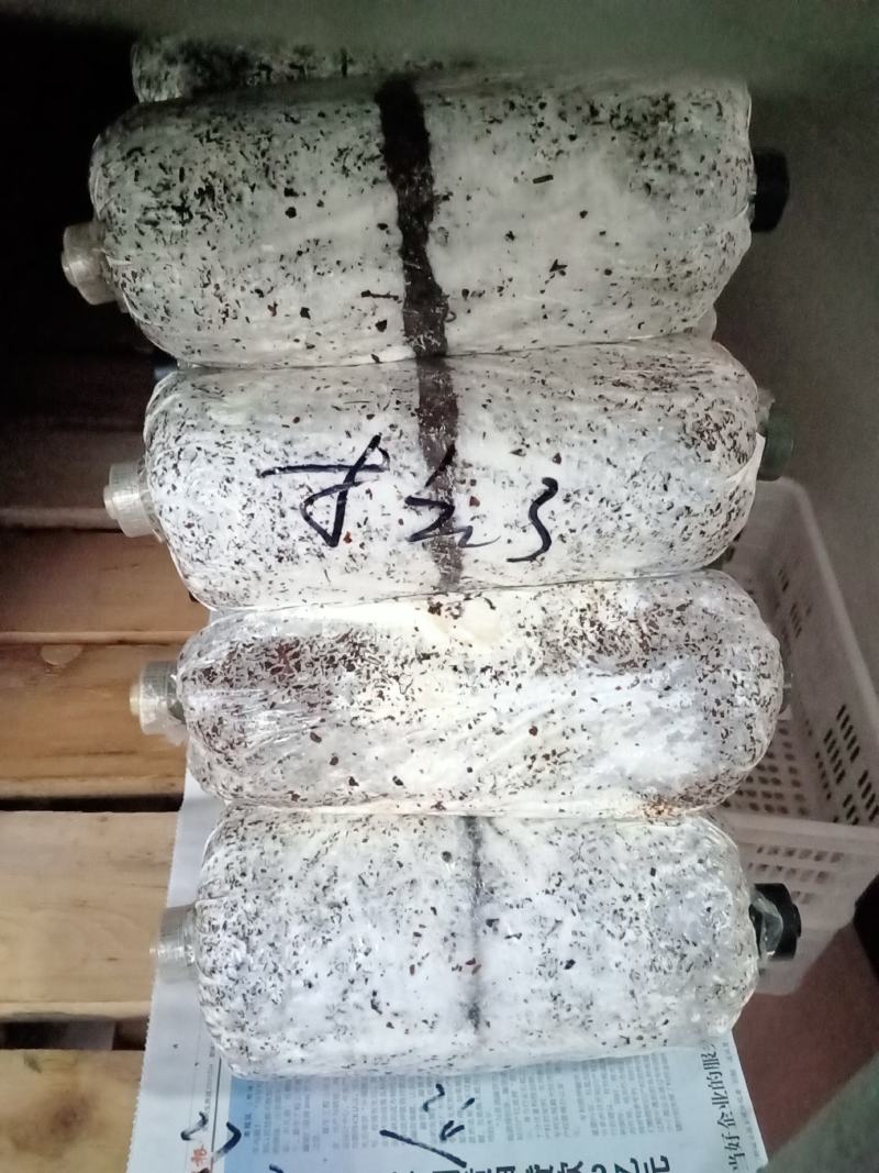 黑平菇原种，中低温品种，转化率高，抗杂能力强