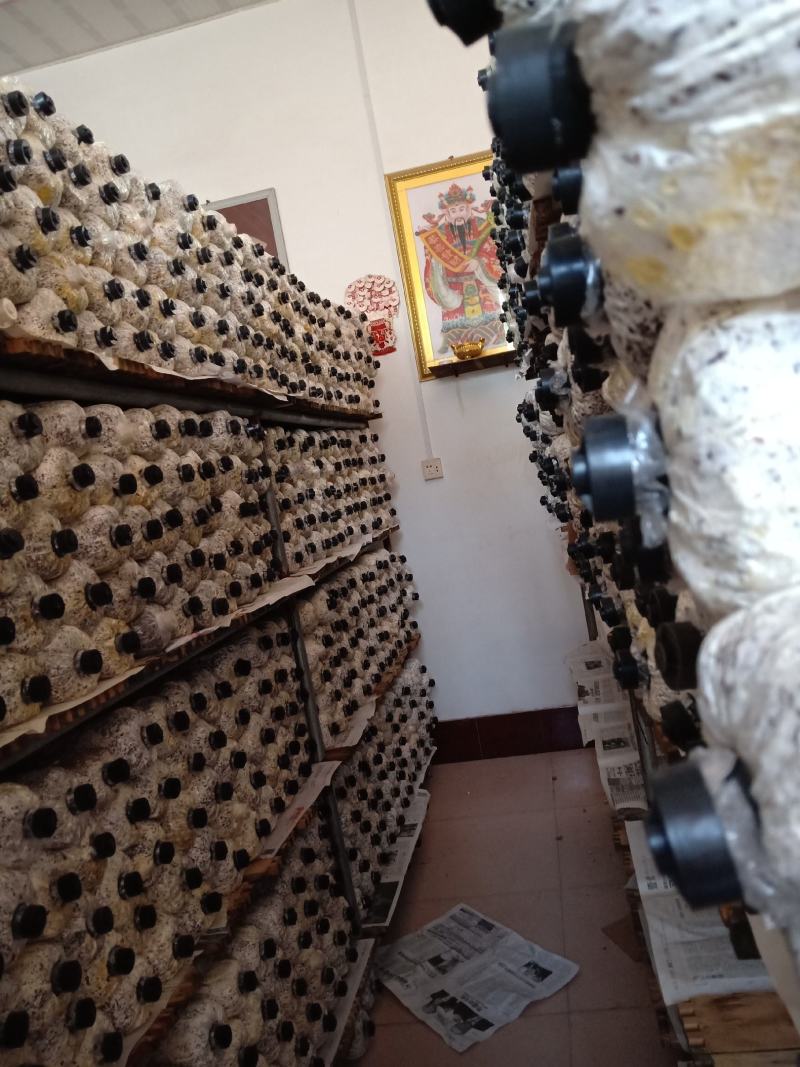 黑平菇原种，中低温品种，转化率高，抗杂能力强