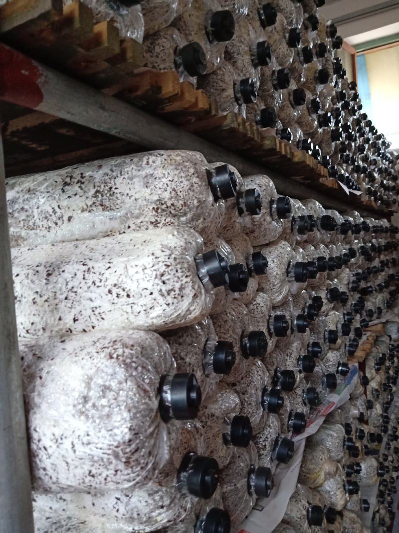 黑平菇原种，中低温品种，转化率高，抗杂能力强