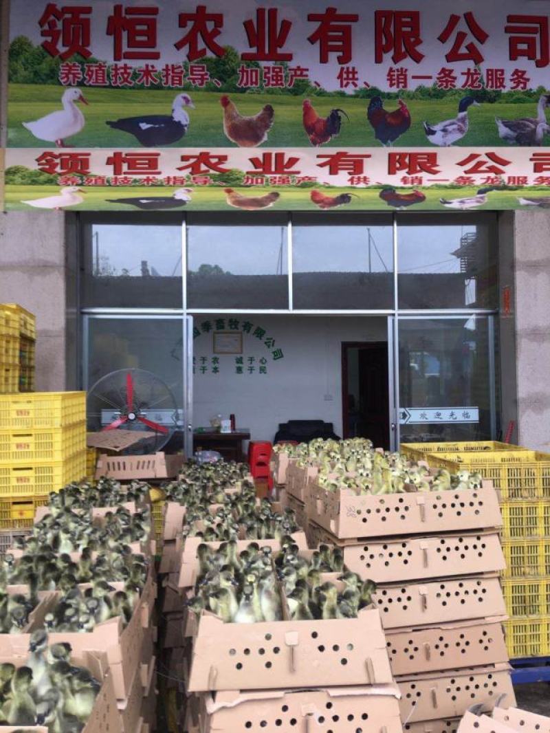 越南斗鸡苗+鬼子斗鸡苗+视频挑选发货企业认证放心苗