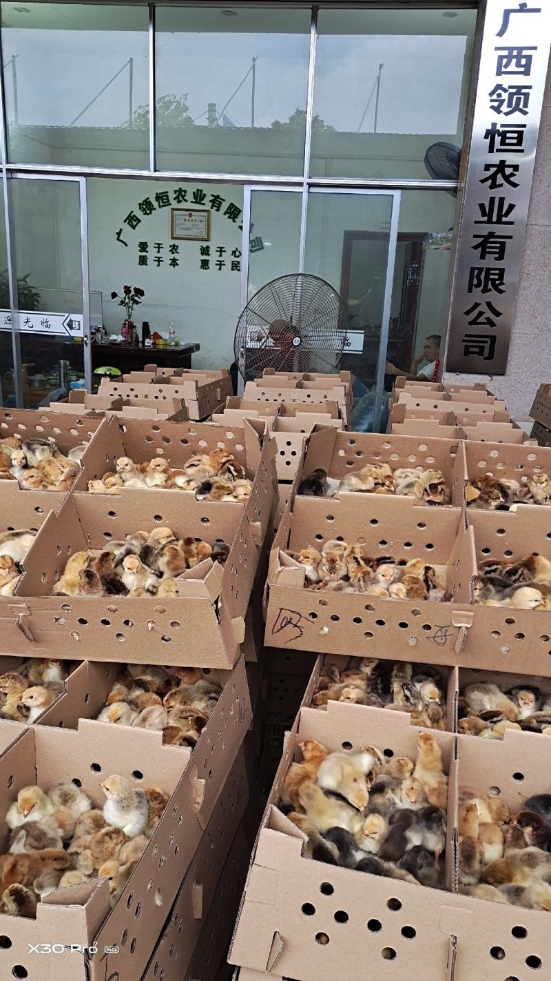 越南斗鸡苗+鬼子斗鸡苗+视频挑选发货企业认证放心苗