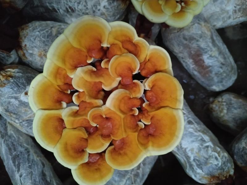灵芝盆景花鲜货，自产自销可视频看货