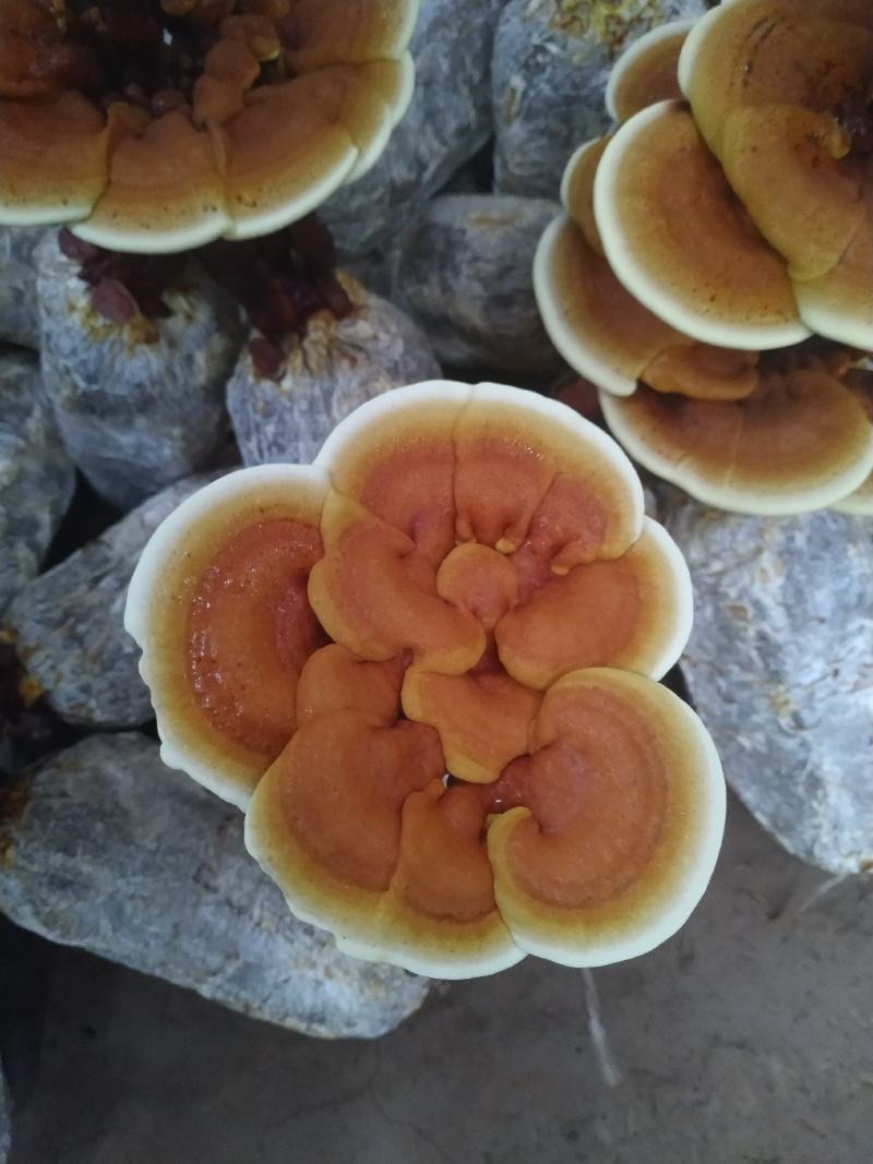 灵芝盆景花鲜货，自产自销可视频看货