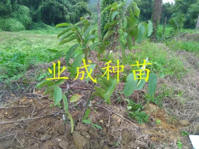 黄龙释迦苗番荔枝苗霹雳黄龙释迦（巨果释迦）