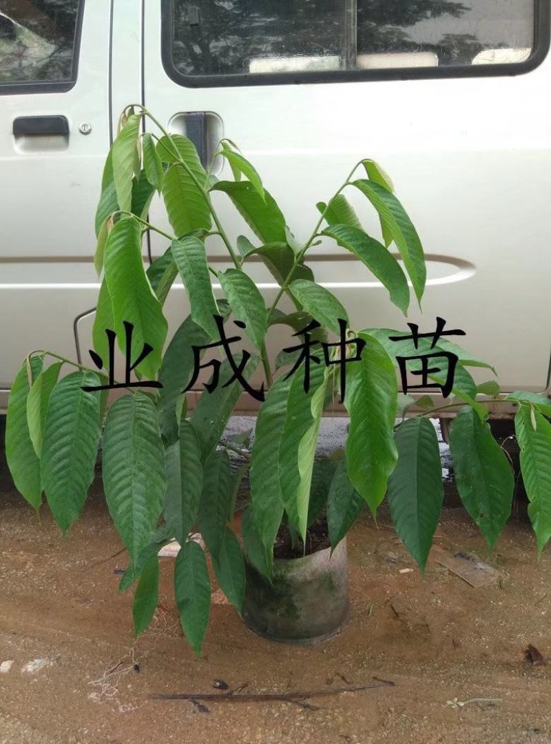 黄龙释迦苗番荔枝苗霹雳黄龙释迦（巨果释迦）