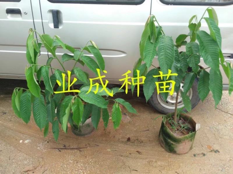 黄龙释迦苗番荔枝苗霹雳黄龙释迦（巨果释迦）