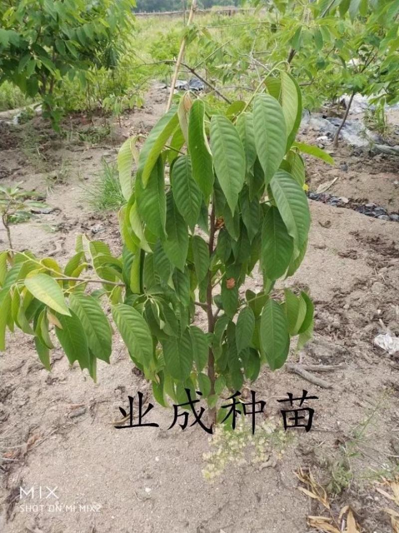 黄龙释迦苗番荔枝苗霹雳黄龙释迦（巨果释迦）