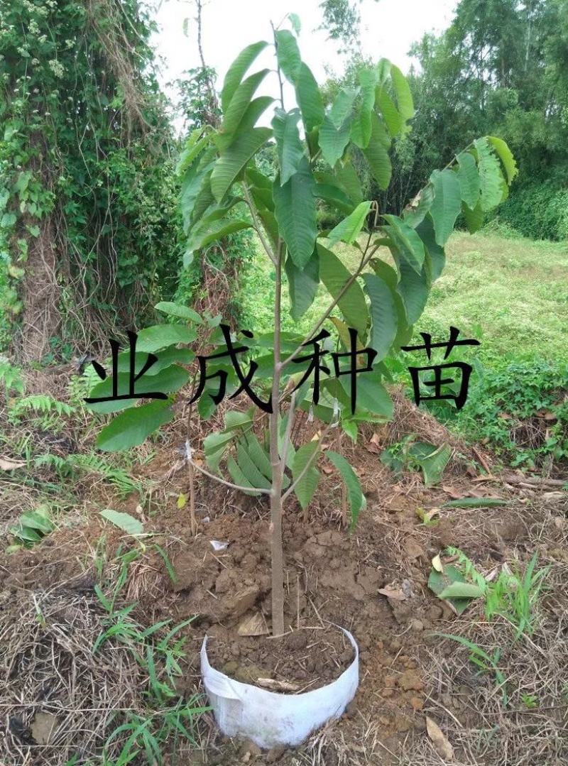 黄龙释迦苗番荔枝苗霹雳黄龙释迦（巨果释迦）