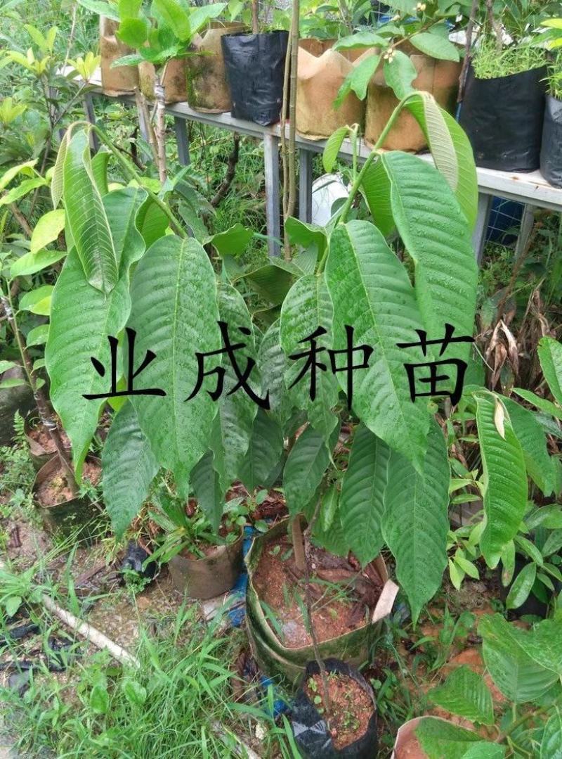 黄龙释迦苗番荔枝苗霹雳黄龙释迦（巨果释迦）