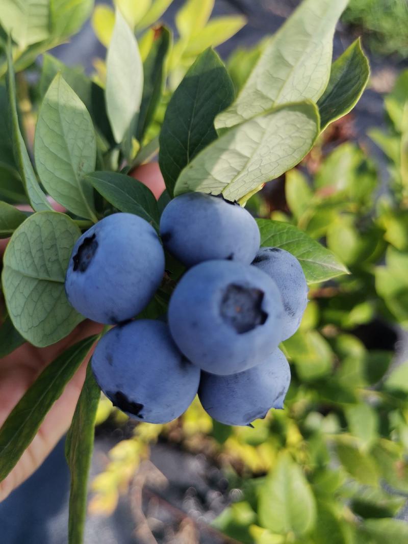 【推荐】蓝莓杭州精品蓝莓一手货源量大从优诚信合作