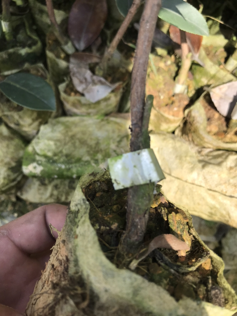 老品种~茶油苗。。。