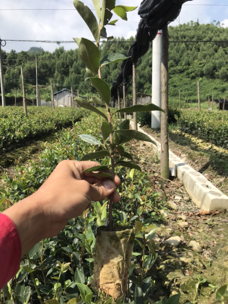 老品种~茶油苗。。。