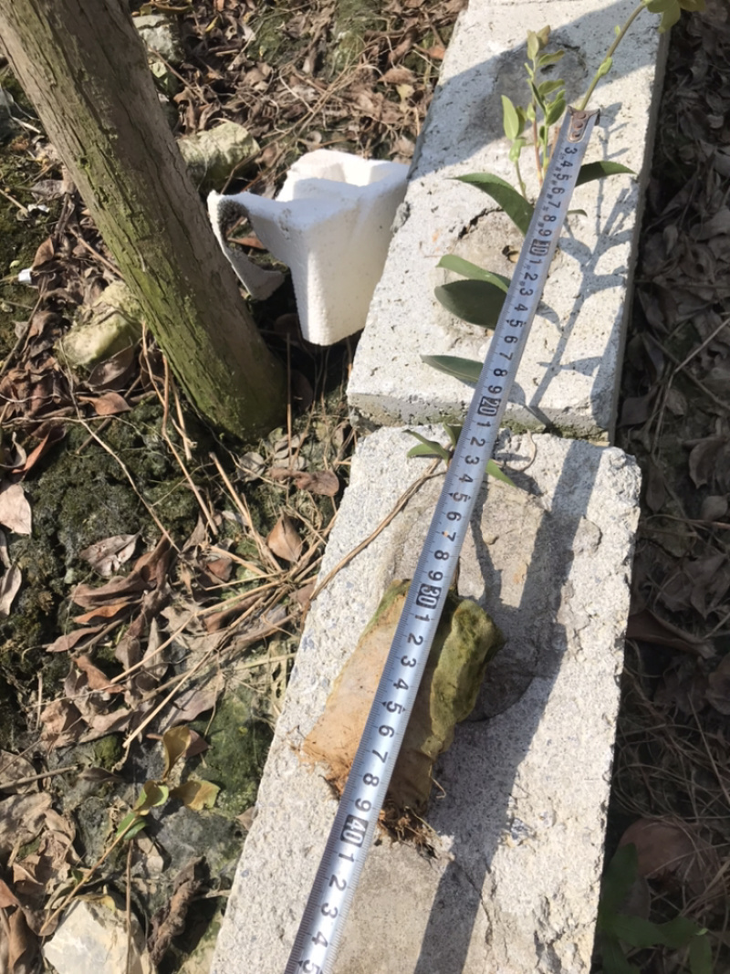 老品种~茶油苗。。。