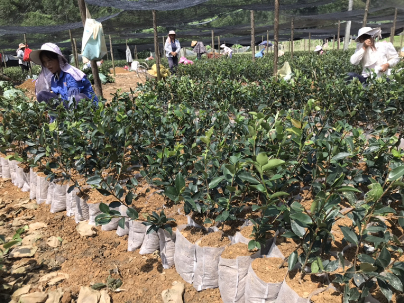 老品种~茶油苗。。。