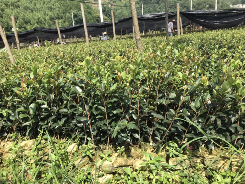 老品种~茶油苗。。。