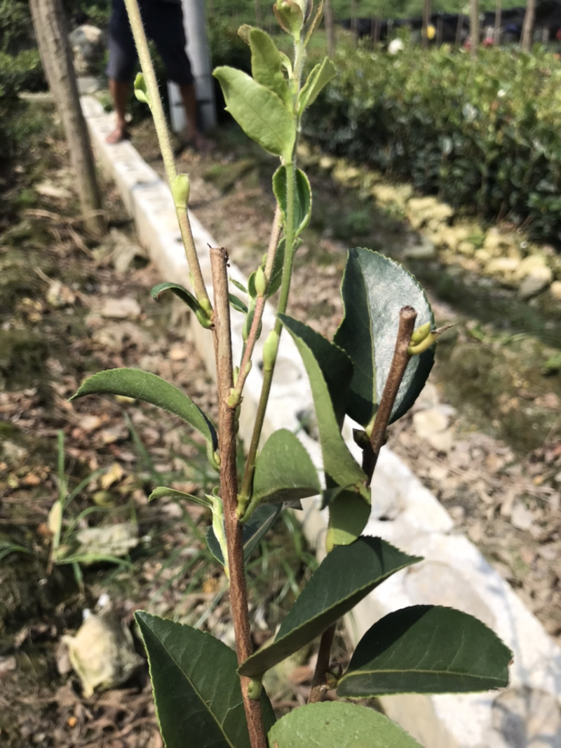 老品种~茶油苗。。。
