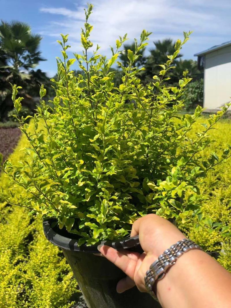自家苗圃供应亮晶女贞基地直销一手货源视频看货