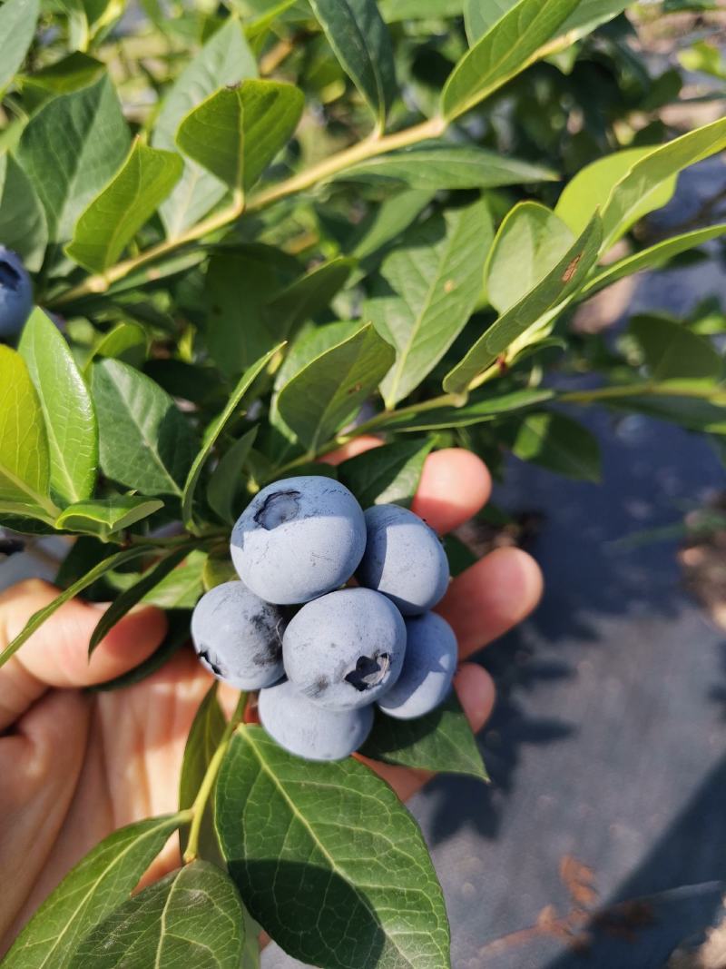 【蓝莓】杭州露天蓝莓新鲜上市基地直供大量供应