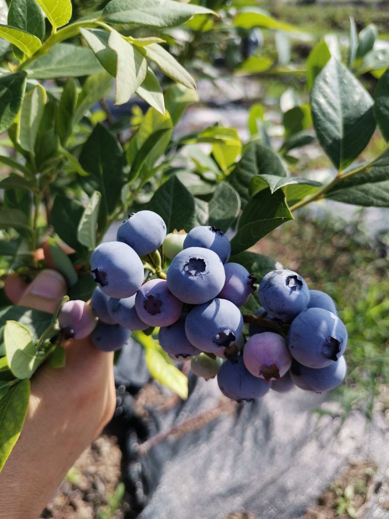 【蓝莓】杭州露天蓝莓新鲜上市基地直供大量供应