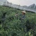 蓝莓杭州原生态露天蓝莓现摘现发密斯蒂