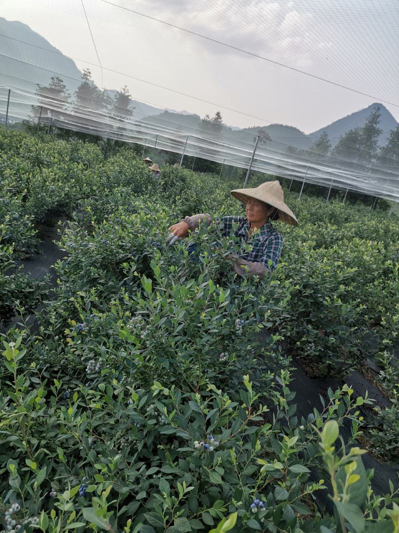 蓝莓杭州原生态露天蓝莓现摘现发密斯蒂
