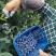 蓝莓杭州原生态露天蓝莓现摘现发密斯蒂