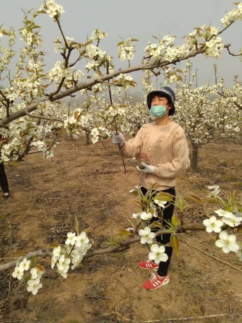 圆黄梨子已开园，欢迎各批发商来采购