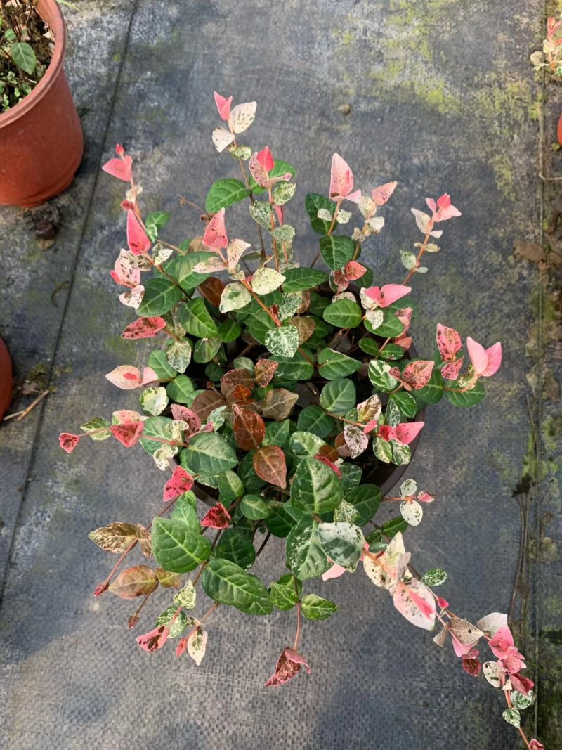 花叶络石，双色杯花叶络石，花叶络石种植基地