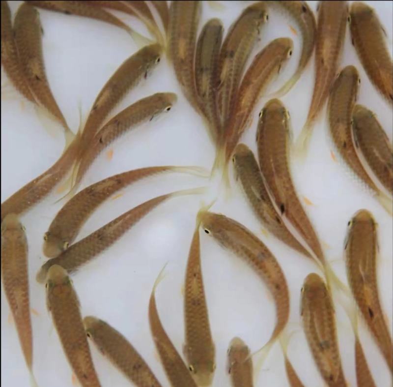 军鱼苗，青竹鲤苗，抗病力强好养良种杂交快大一手货源，。