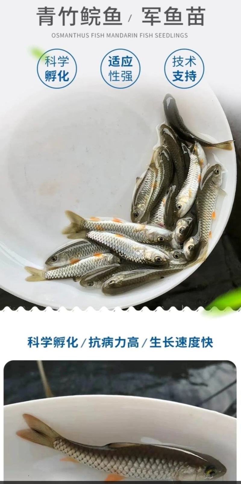 军鱼苗，青竹鲤苗，抗病力强好养良种杂交快大一手货源，。
