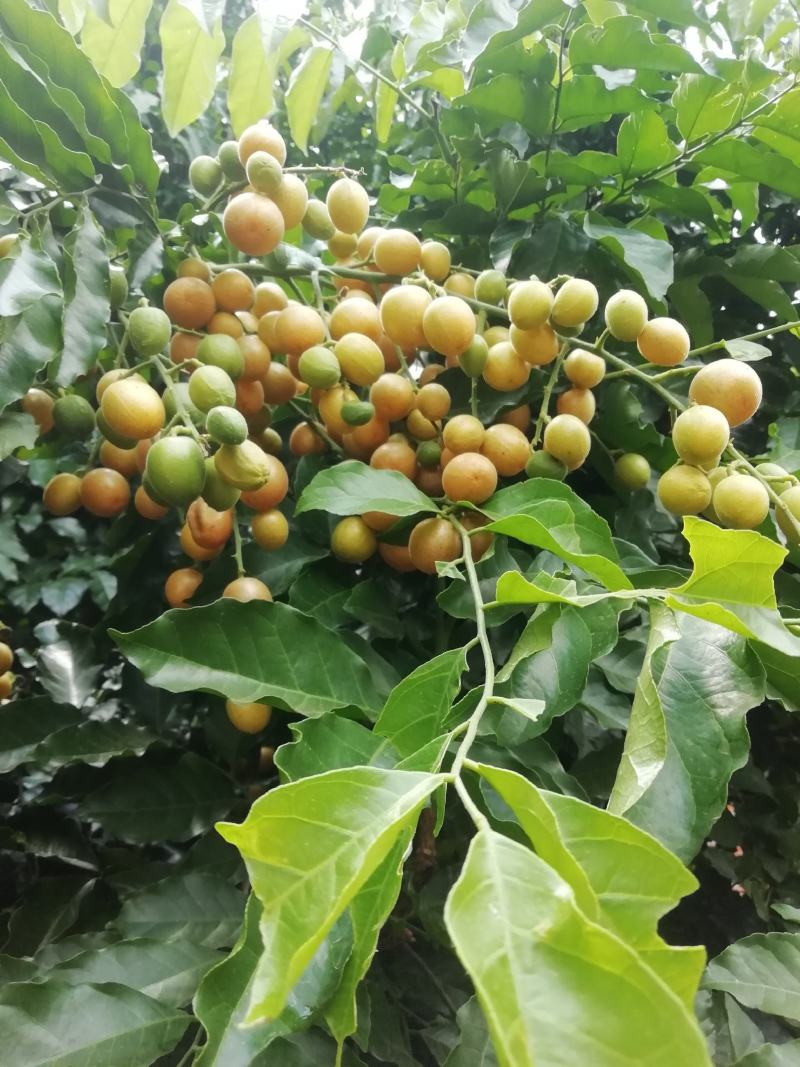 桂林恭城农家自种土黄皮