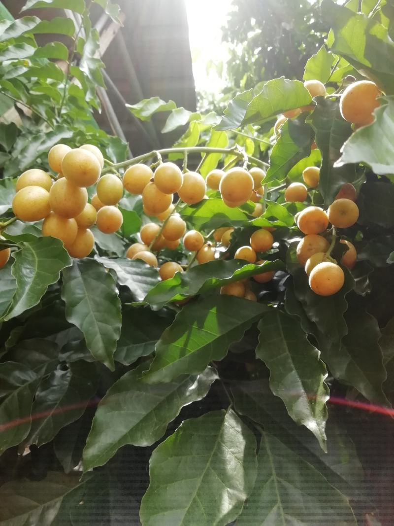桂林恭城农家自种土黄皮