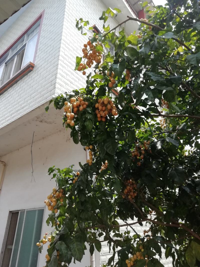 桂林恭城农家自种土黄皮