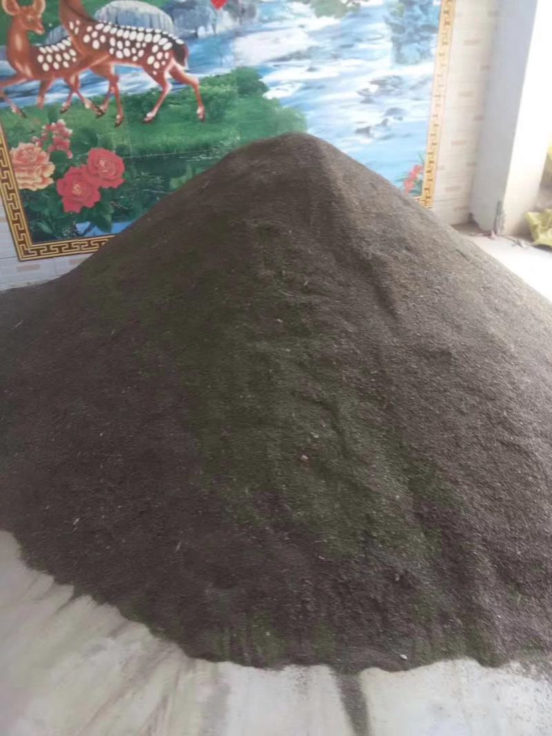 桔梗种子产地商洛本地