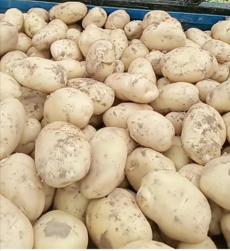精品土豆土豆个头均匀薯型正品质保证一手货源