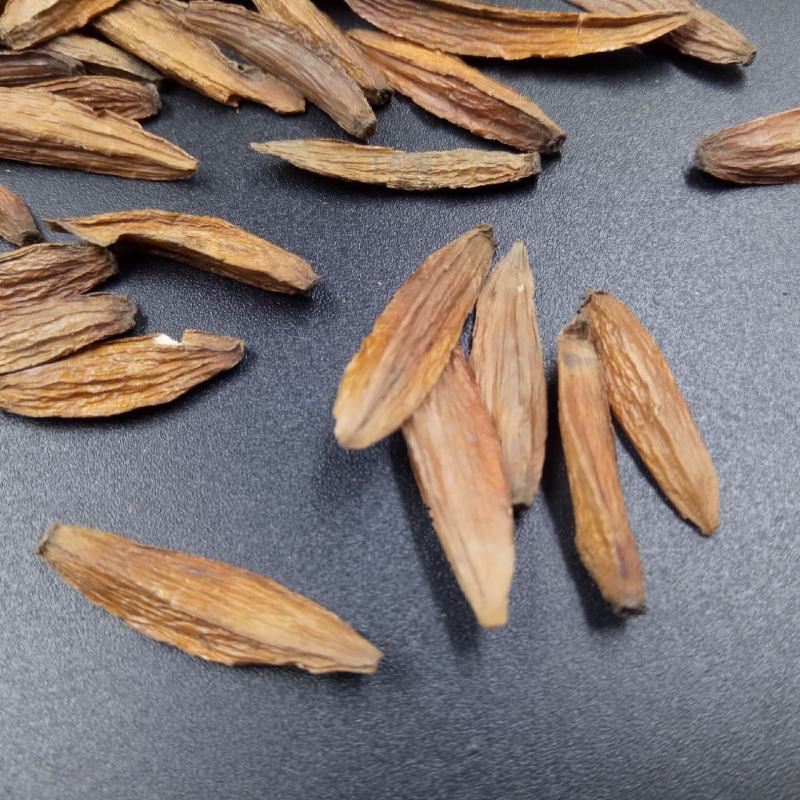 喜树果喜树籽旱莲千仗树可打粉批发零售中药