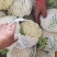 【精品】甘肃散花，大量上市白面青梗欢迎选购