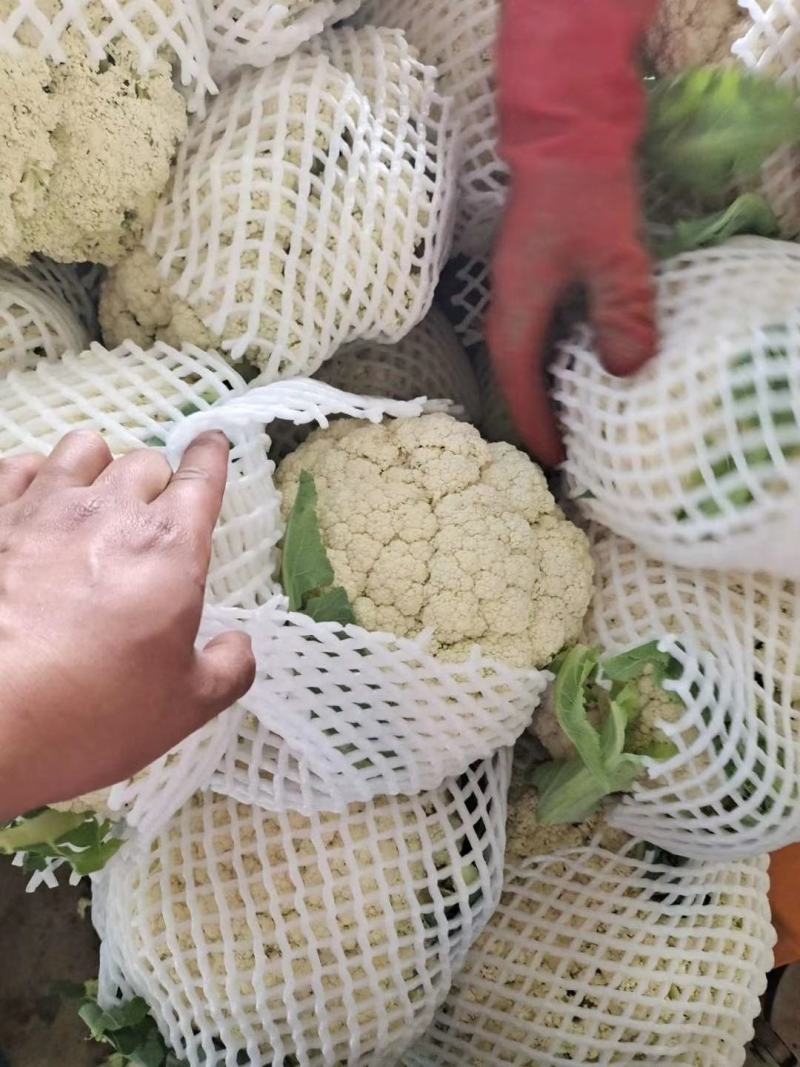 【精品】甘肃散花，大量上市白面青梗欢迎选购