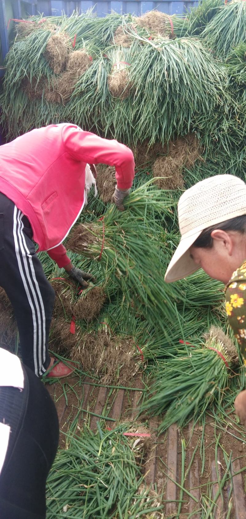 优质铁杆葱苗大量出售
