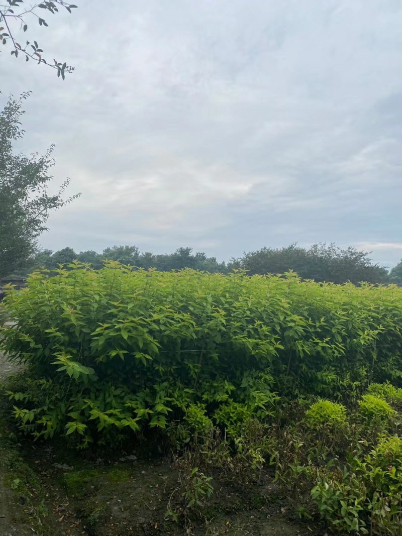 红王子锦带，红王子锦带1.6米，16杯红王子锦带