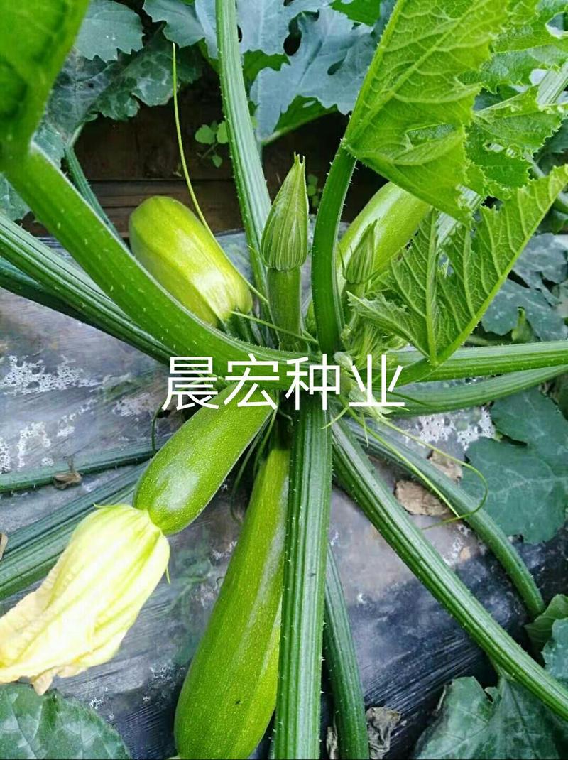 西葫芦种子波尔多春秋播种西葫芦种子产量高抗病性强