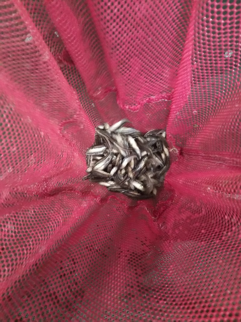 鲈鱼苗，优鲈一号，专车运输消毒放塘，提供技术指导