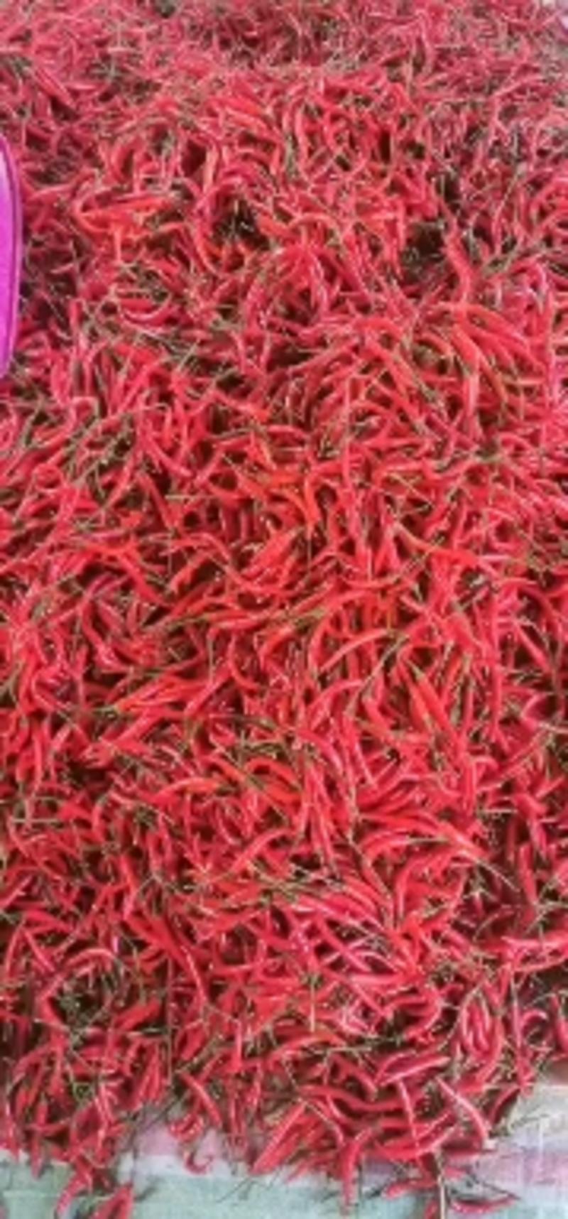 艳红小米辣，精品艳红，货源充足价格美丽河南商丘市睢阳区