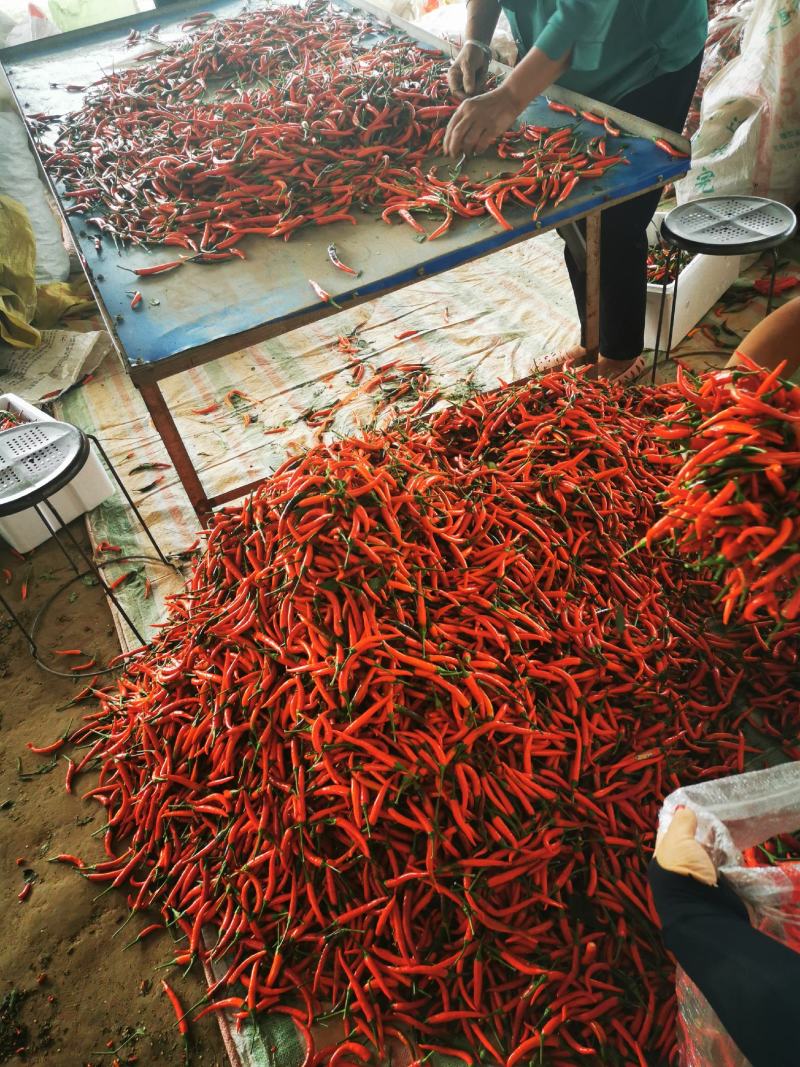 艳红小米辣，精品艳红，货源充足价格美丽河南商丘市睢阳区