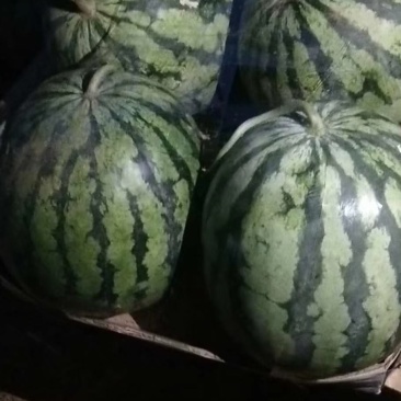 超甜8424西瓜头茬产地直供，优质麒麟西瓜精品包装