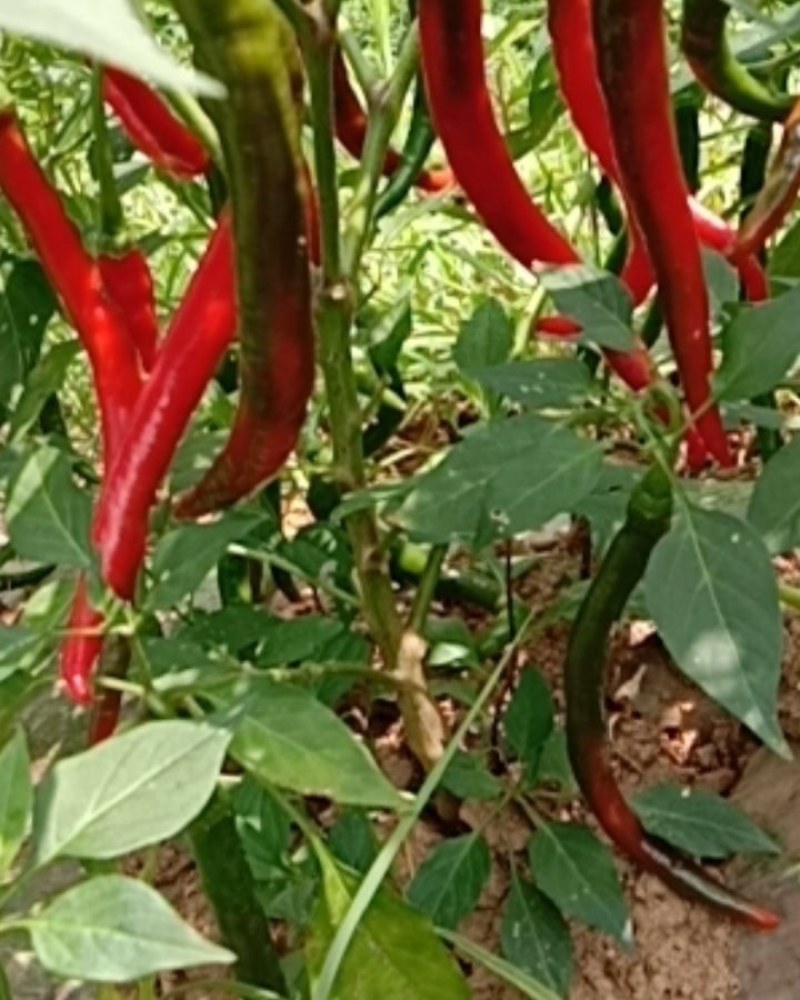 鲜红辣椒。大量出售。