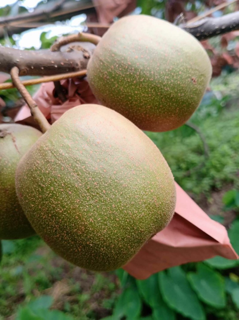 云南正宗高山红阳红心猕猴桃大量出售，货源好，价格美丽