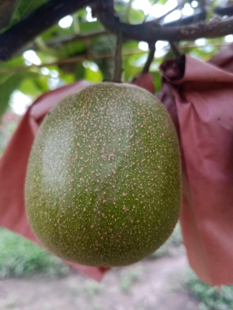 云南正宗高山红阳红心猕猴桃大量出售，货源好，价格美丽