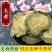 大黄马蹄黄大黄粉火参批发零售中药材