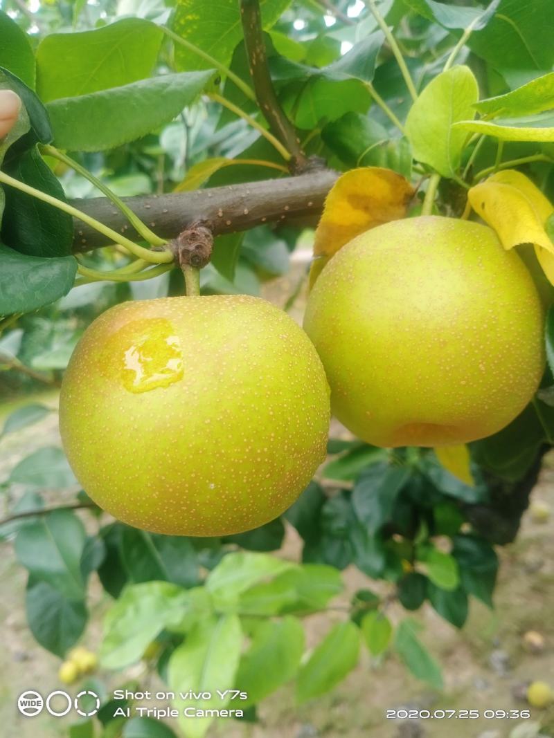 新鲜青皮翠玉梨，口感清脆香甜
